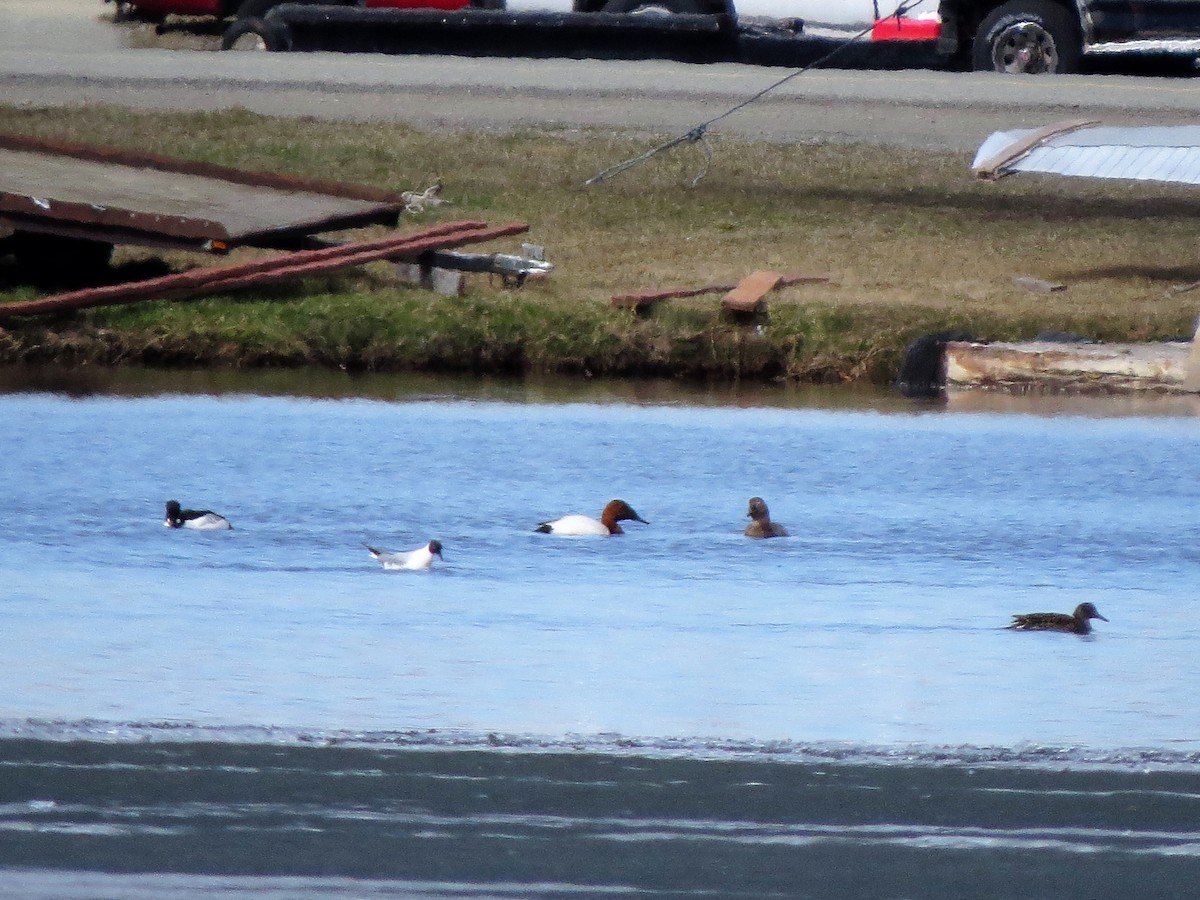 Canvasback - ML230432601