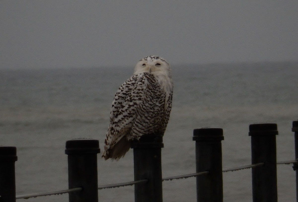 Snowy Owl - George Ford