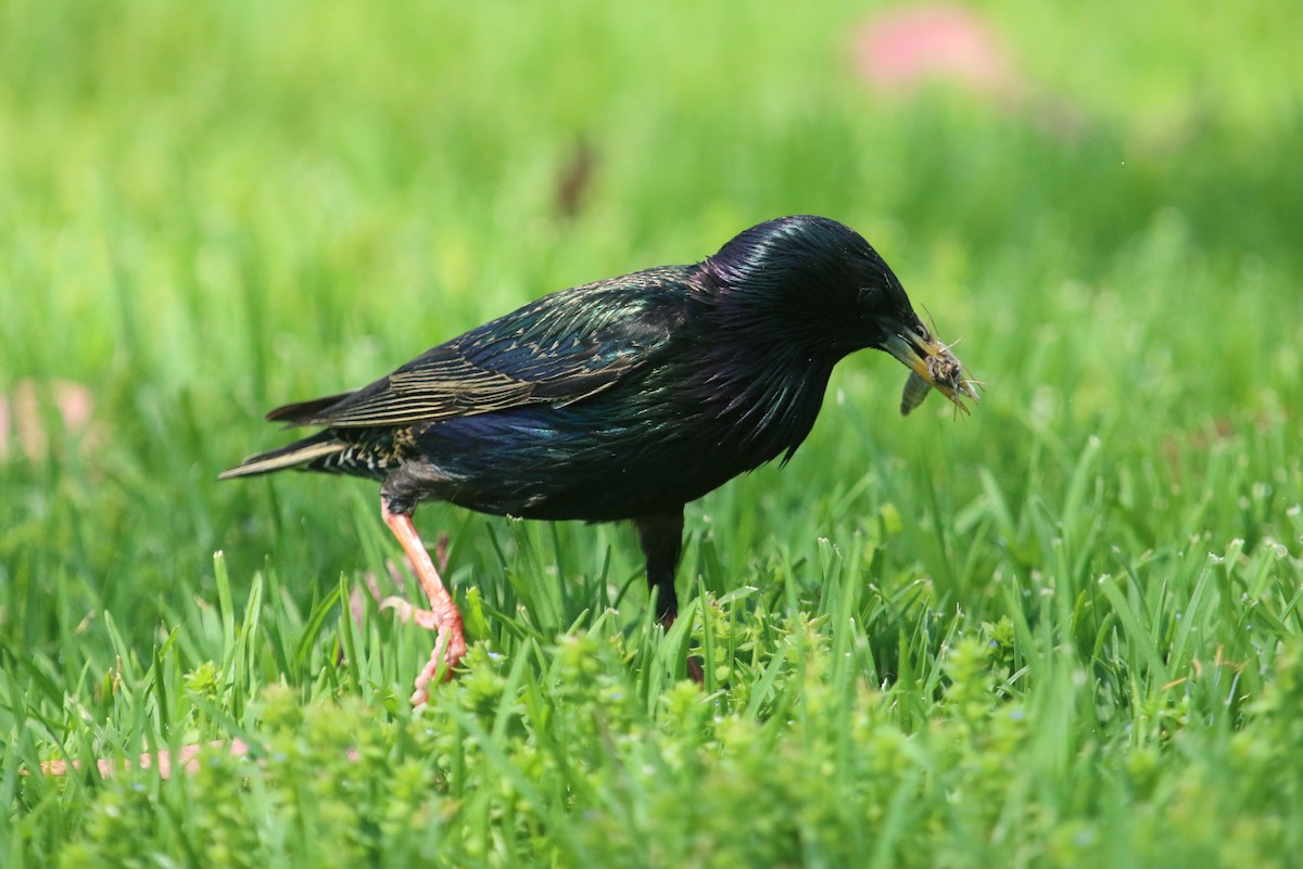 European Starling - ML230433511