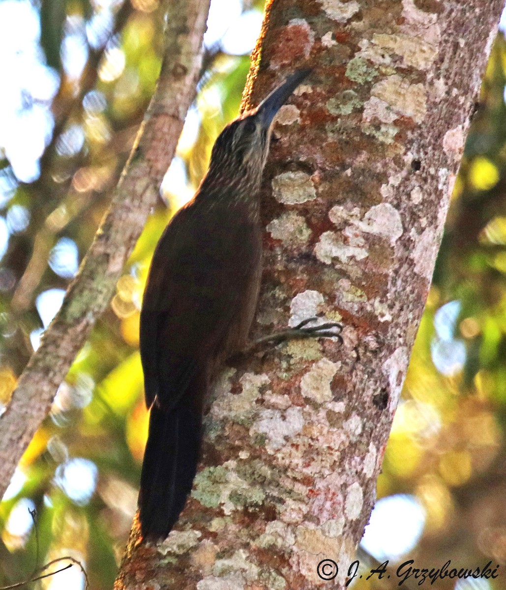 White-throated Woodcreeper - ML230434371