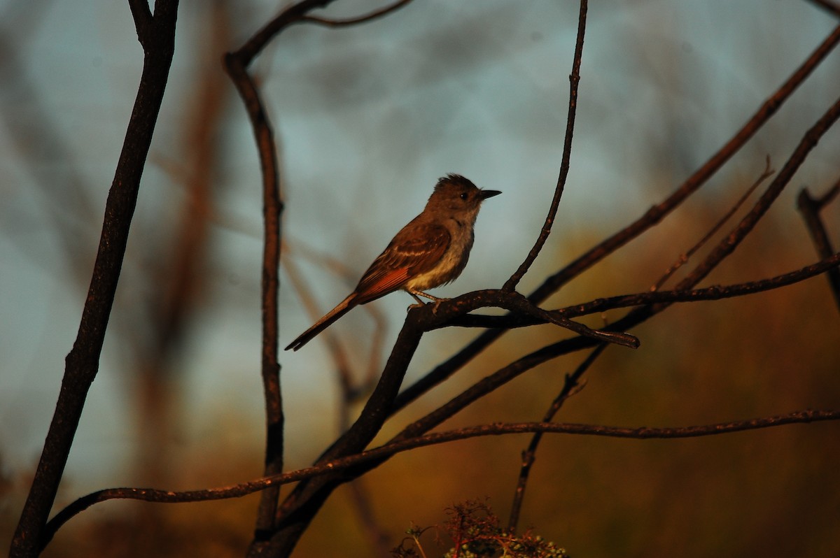 Ash-throated Flycatcher - ML230434411