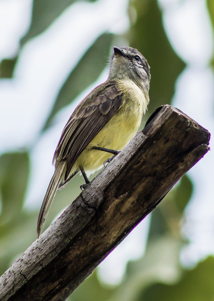 Sooty-headed Tyrannulet - ML230434621