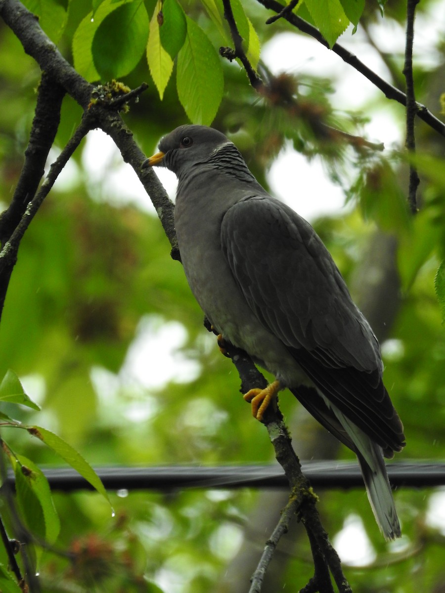 Band-tailed Pigeon - Anna Pickering