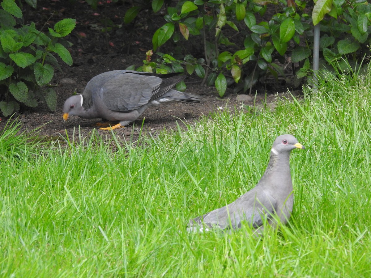 Band-tailed Pigeon - Anna Pickering