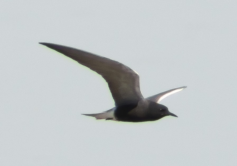 Black Tern - Anonymous