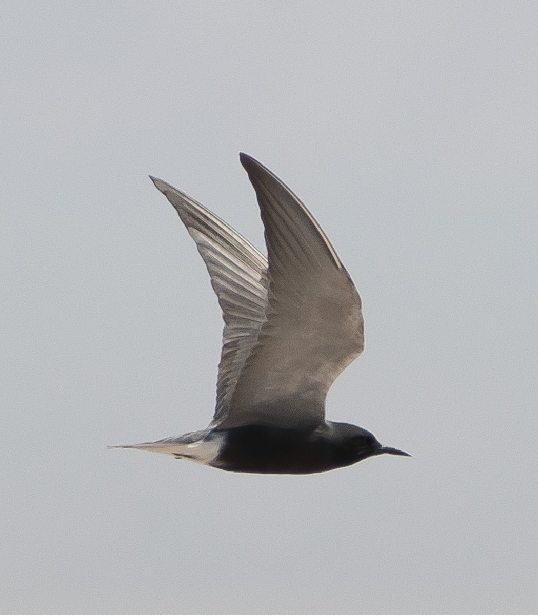 Black Tern - Anonymous