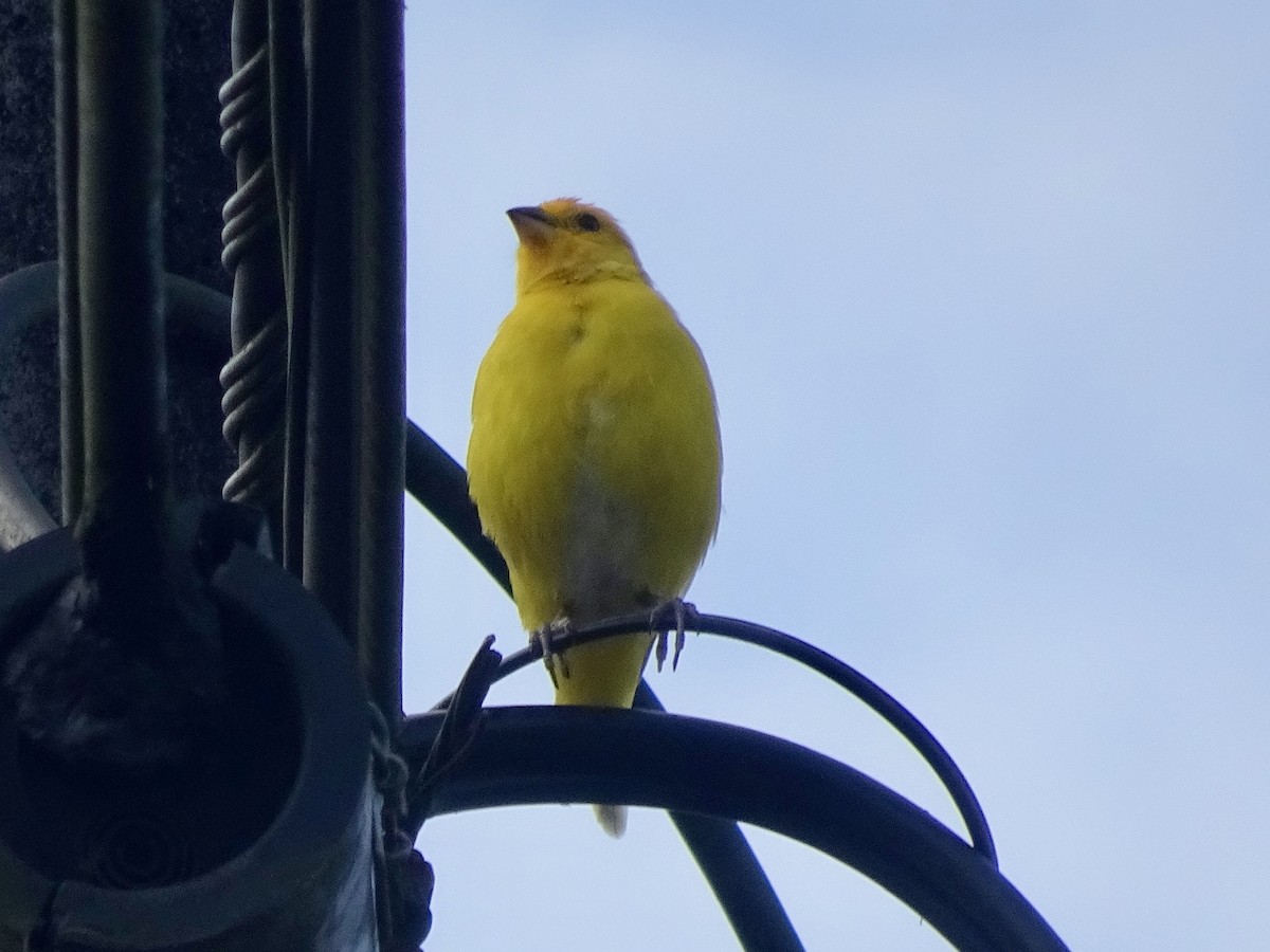 Saffron Finch - ML230437091