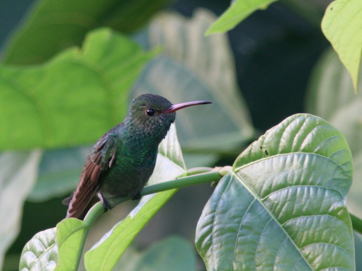 Rufous-tailed Hummingbird - ML23043721
