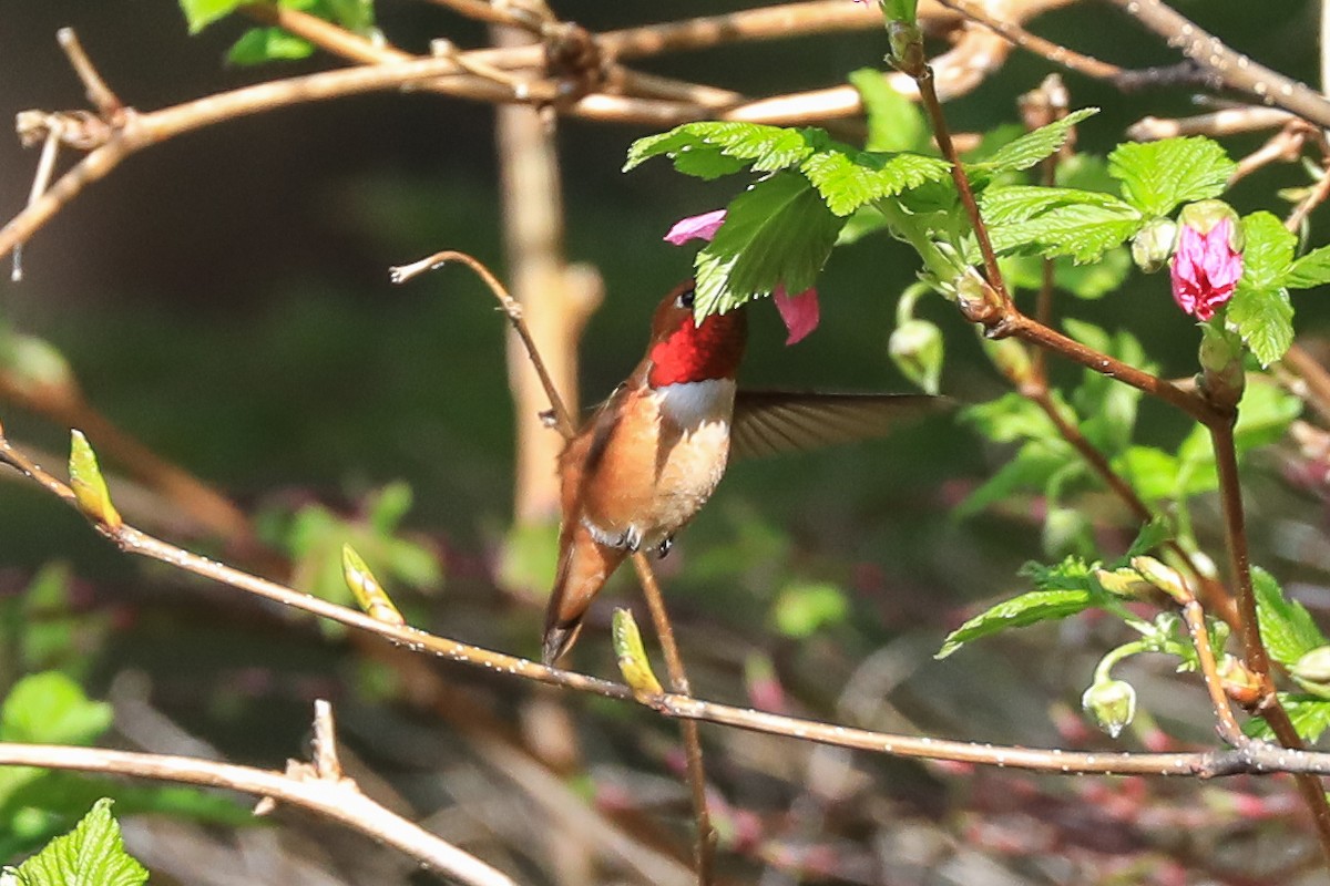 Rufous Hummingbird - Denise Turley
