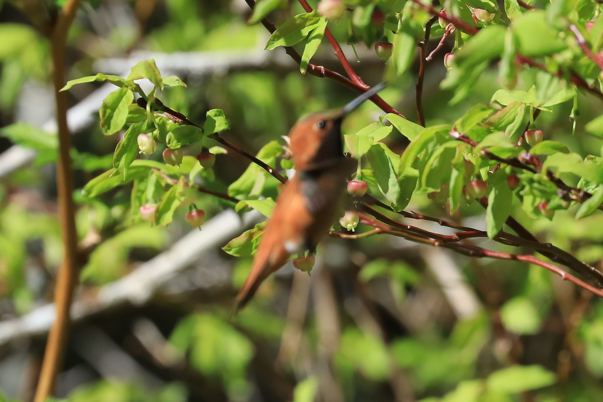 Rufous Hummingbird - ML230438851