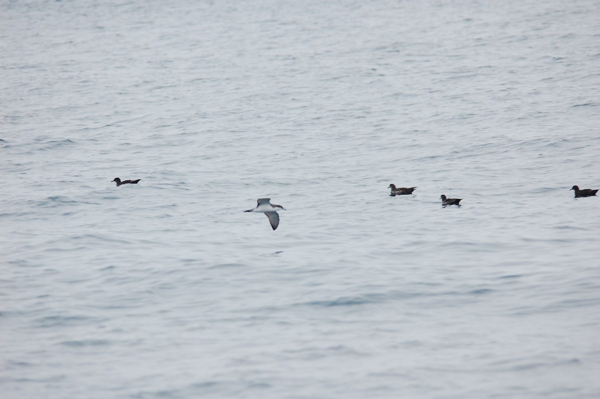 Buller's Shearwater - ML230443841