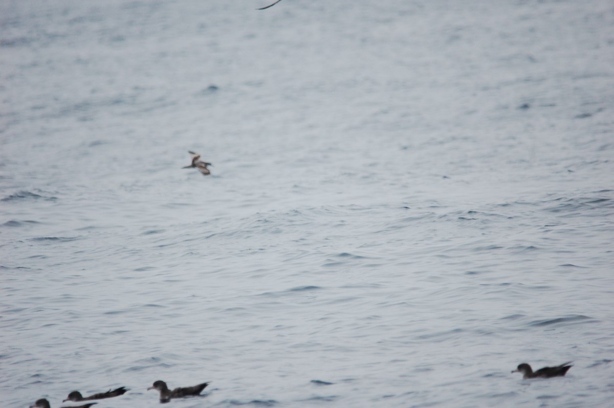 Buller's Shearwater - ML230443851