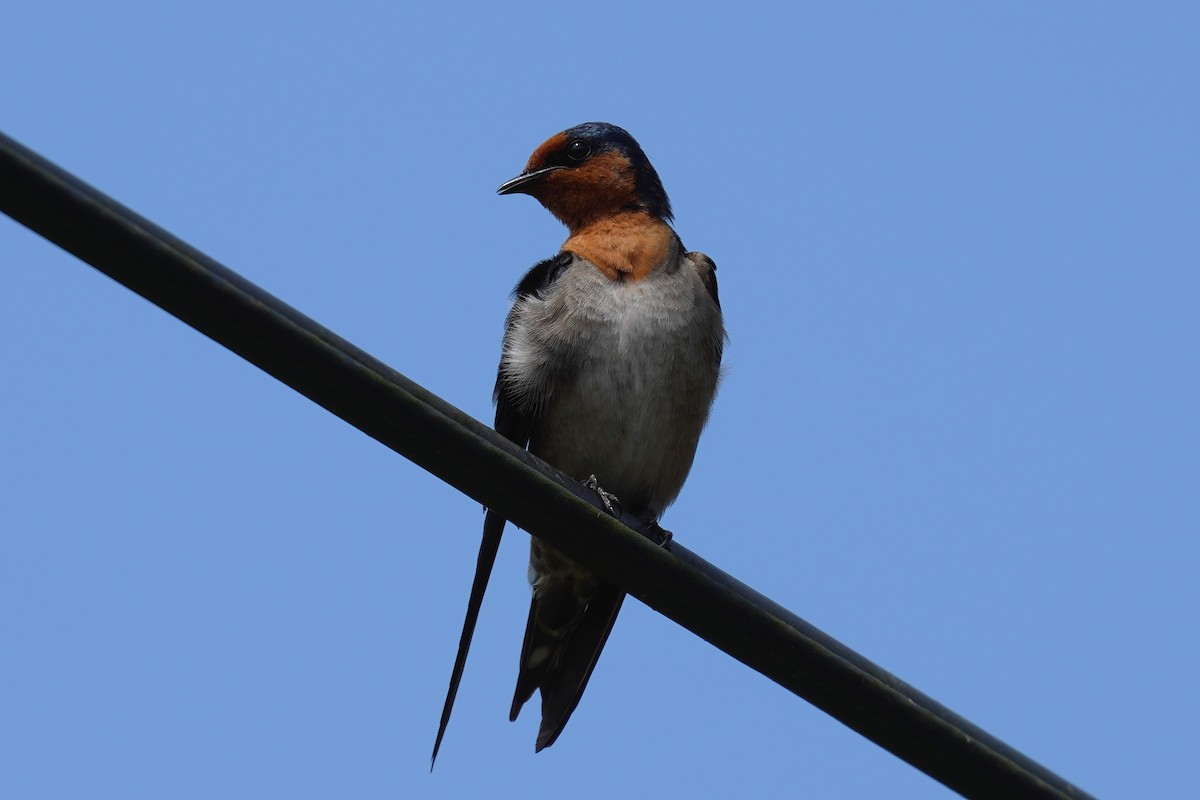 Pacific Swallow - ML230444871