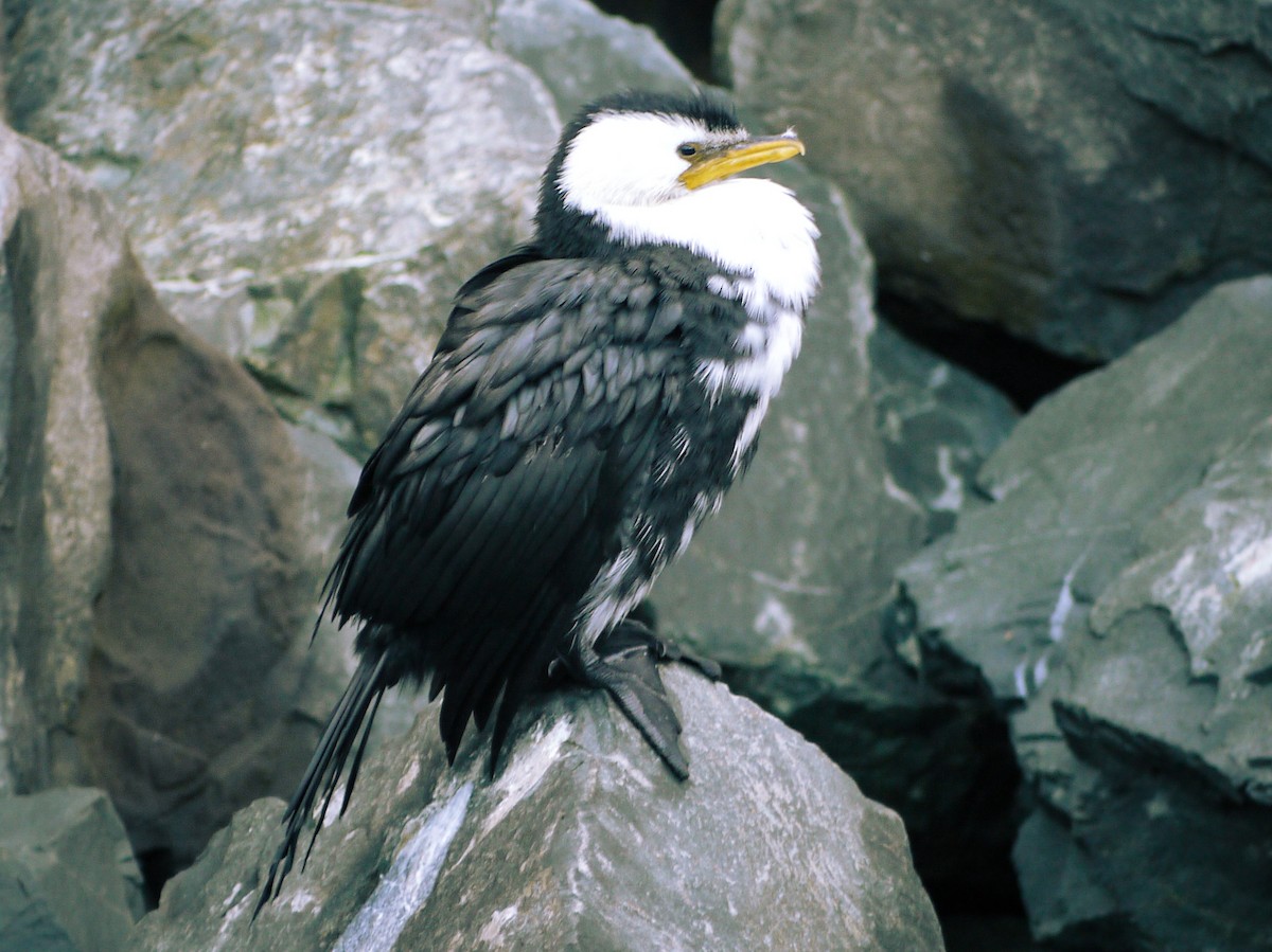 Little Pied Cormorant - ML230444881