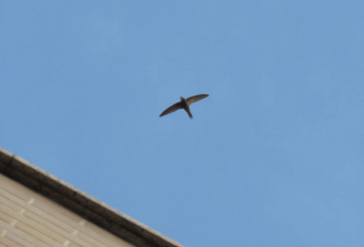 Pallid Swift - ML230446131