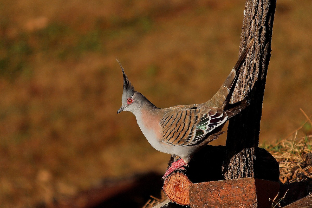 Crested Pigeon - ML230446821