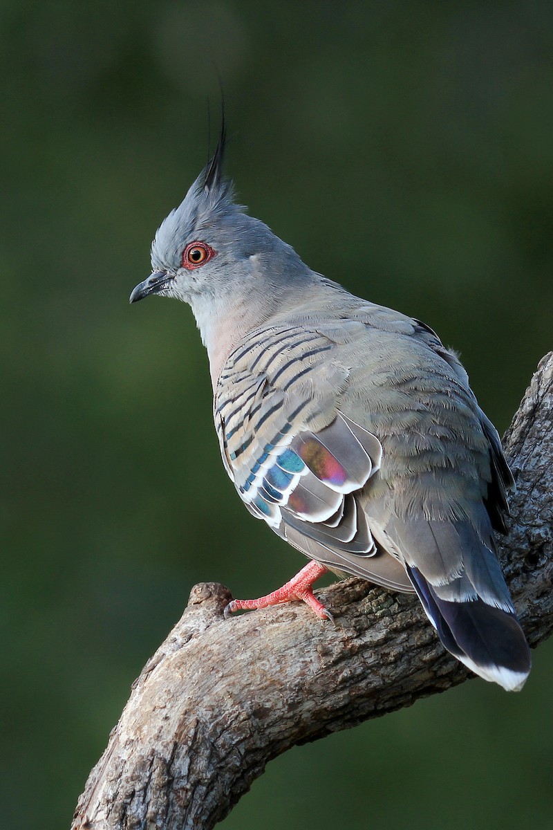Crested Pigeon - ML230448901