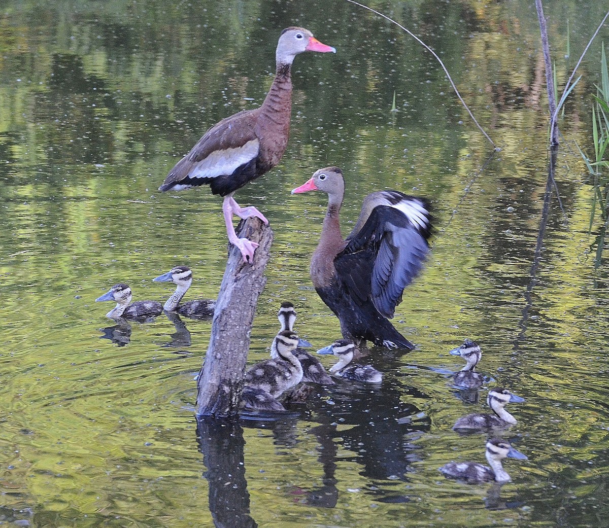 Black-bellied Whistling-Duck - Ron Furnish