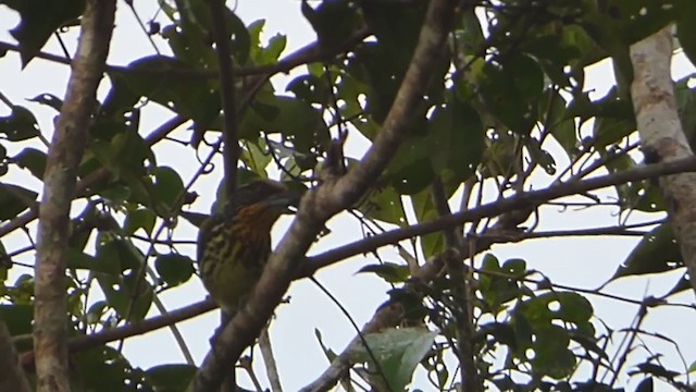 Gilded Barbet - ML230451201