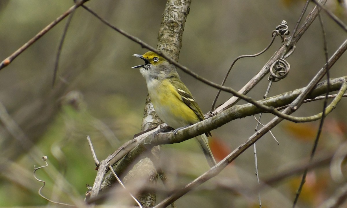 Weißaugenvireo - ML230451761