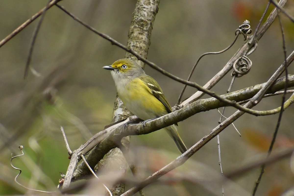 Vireo Ojiblanco - ML230451771