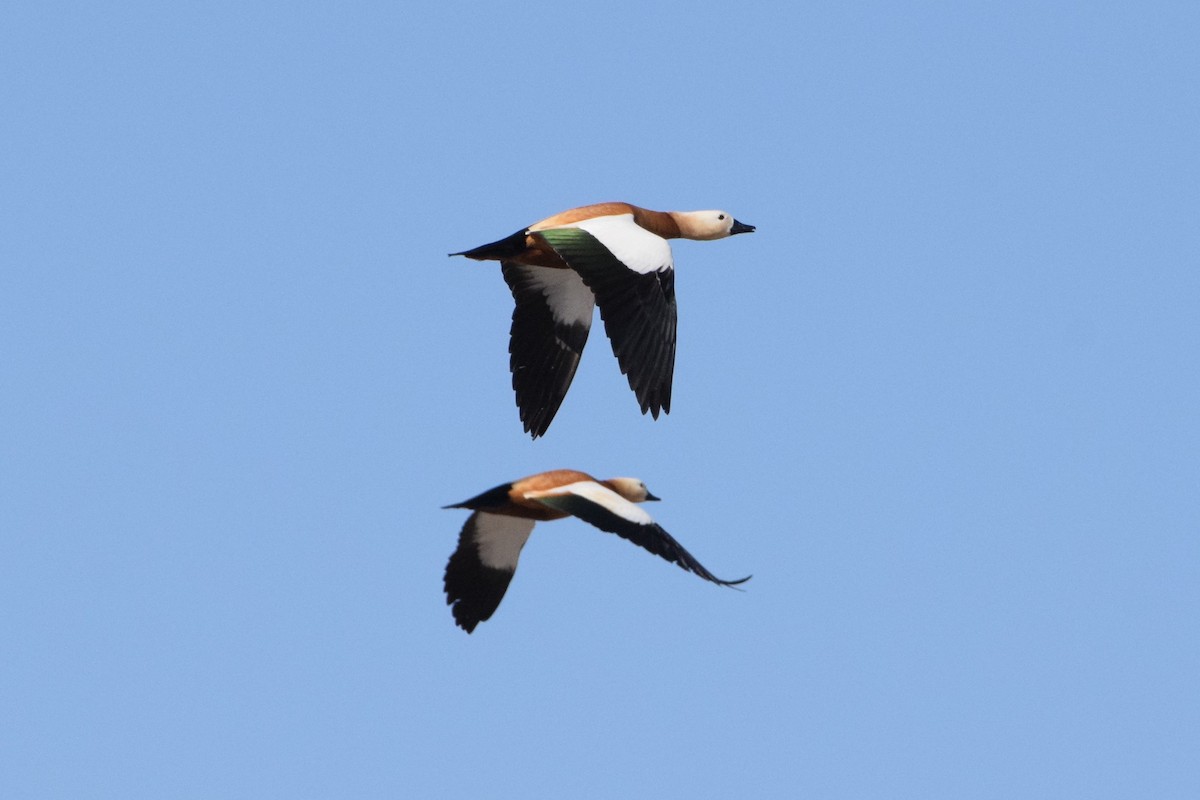 Ruddy Shelduck - ML230453021