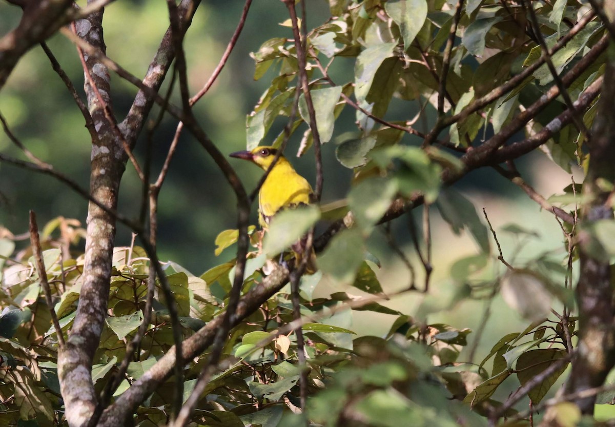 Дорнын шаргач - ML230453441