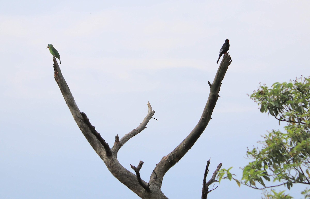 Black Bulbul - ML230453621