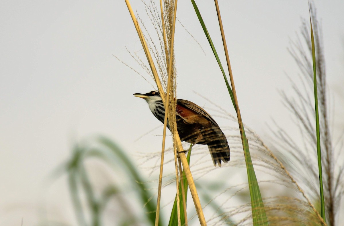 Taiwan Scimitar-Babbler - ML230453681