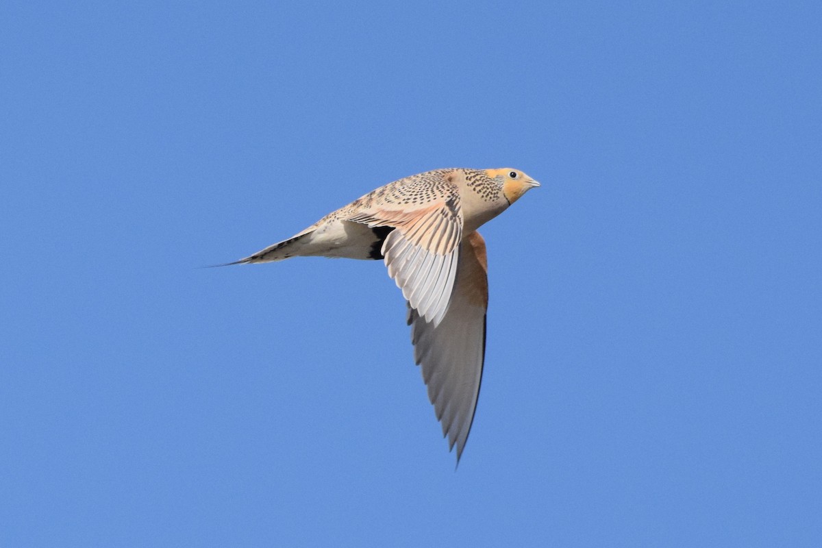 Pallas's Sandgrouse - ML230453821