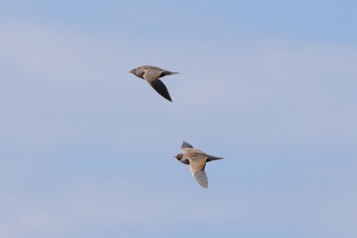 Black-bellied Sandgrouse - ML230454501