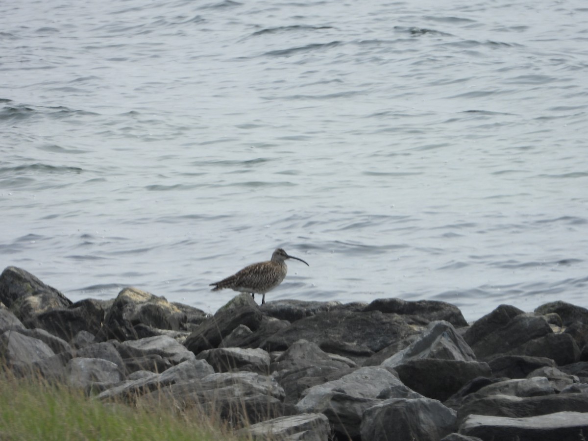 Whimbrel - ML230456801