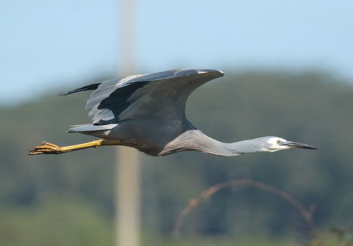 White-faced Heron - ML230457081