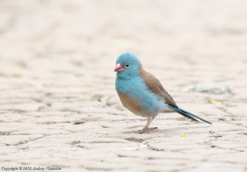 Blue-capped Cordonbleu - ML230457391