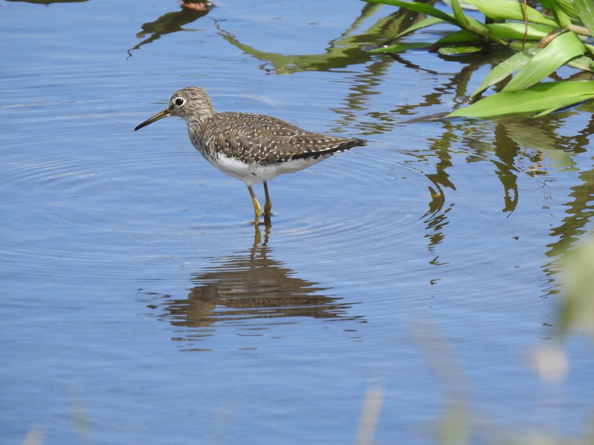 Spotted Sandpiper - ML230458261