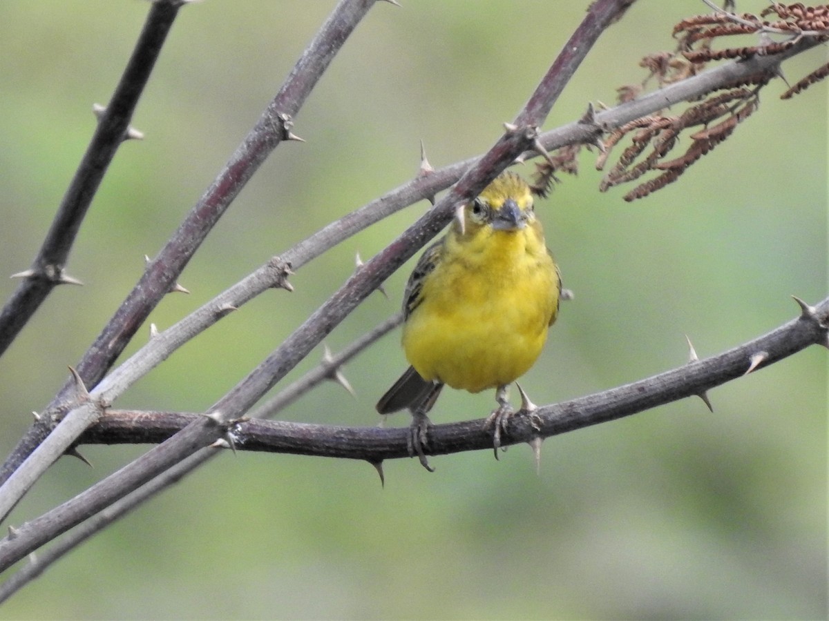 Grassland Yellow-Finch - ML230458651