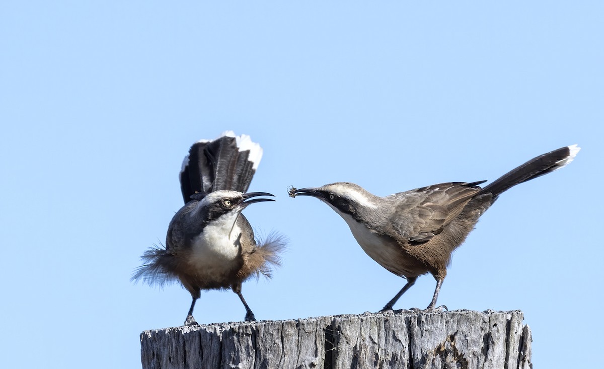 Gray-crowned Babbler - ML230459631