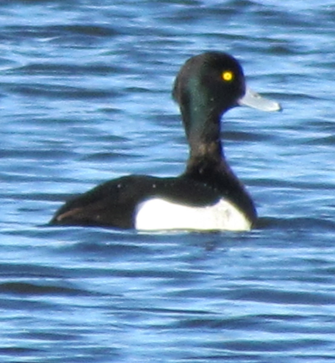 Tufted Duck - ML23046011