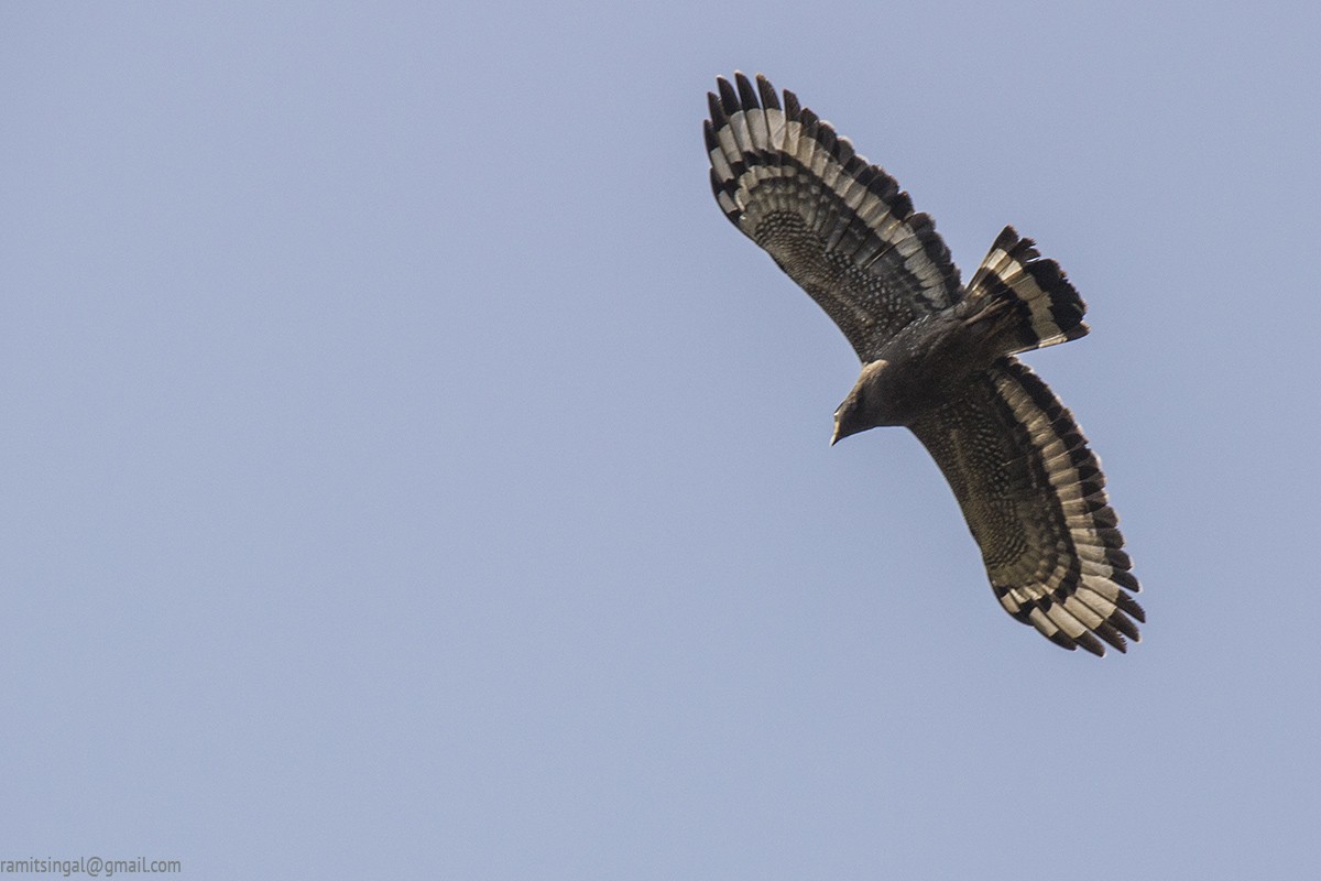 Crested Serpent-Eagle - ML230460141
