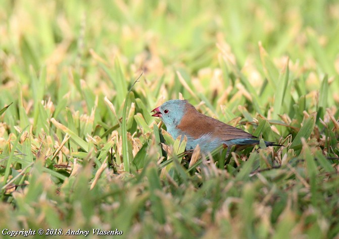 Blue-capped Cordonbleu - ML230460691