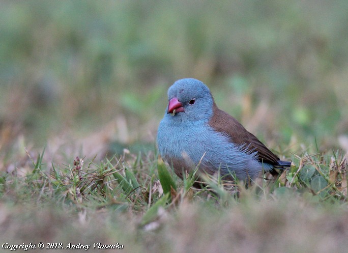 Blue-capped Cordonbleu - ML230461371