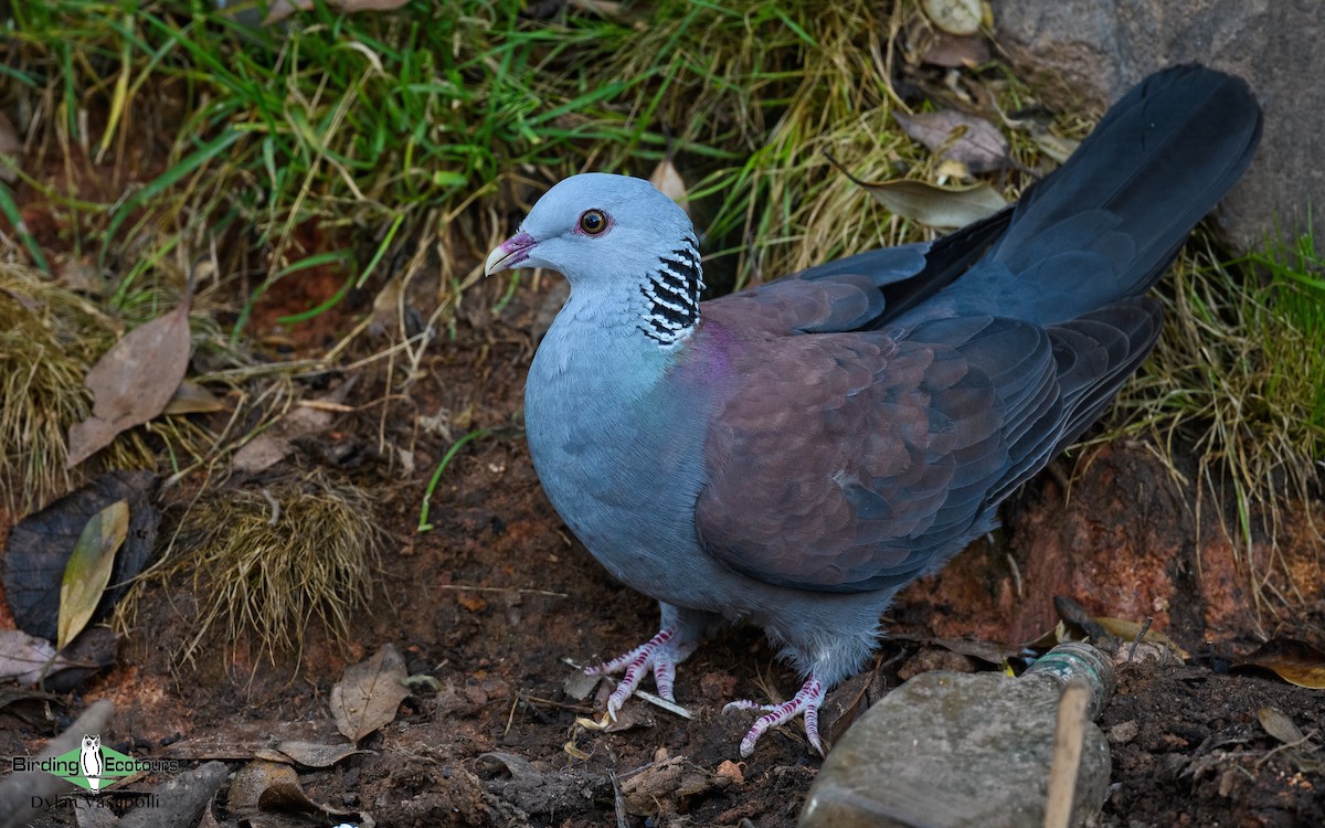 Nilgiri Wood-Pigeon - Dylan Vasapolli - Birding Ecotours