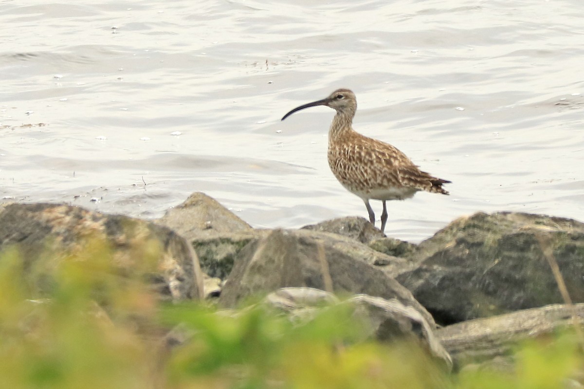 Whimbrel - ML230461921