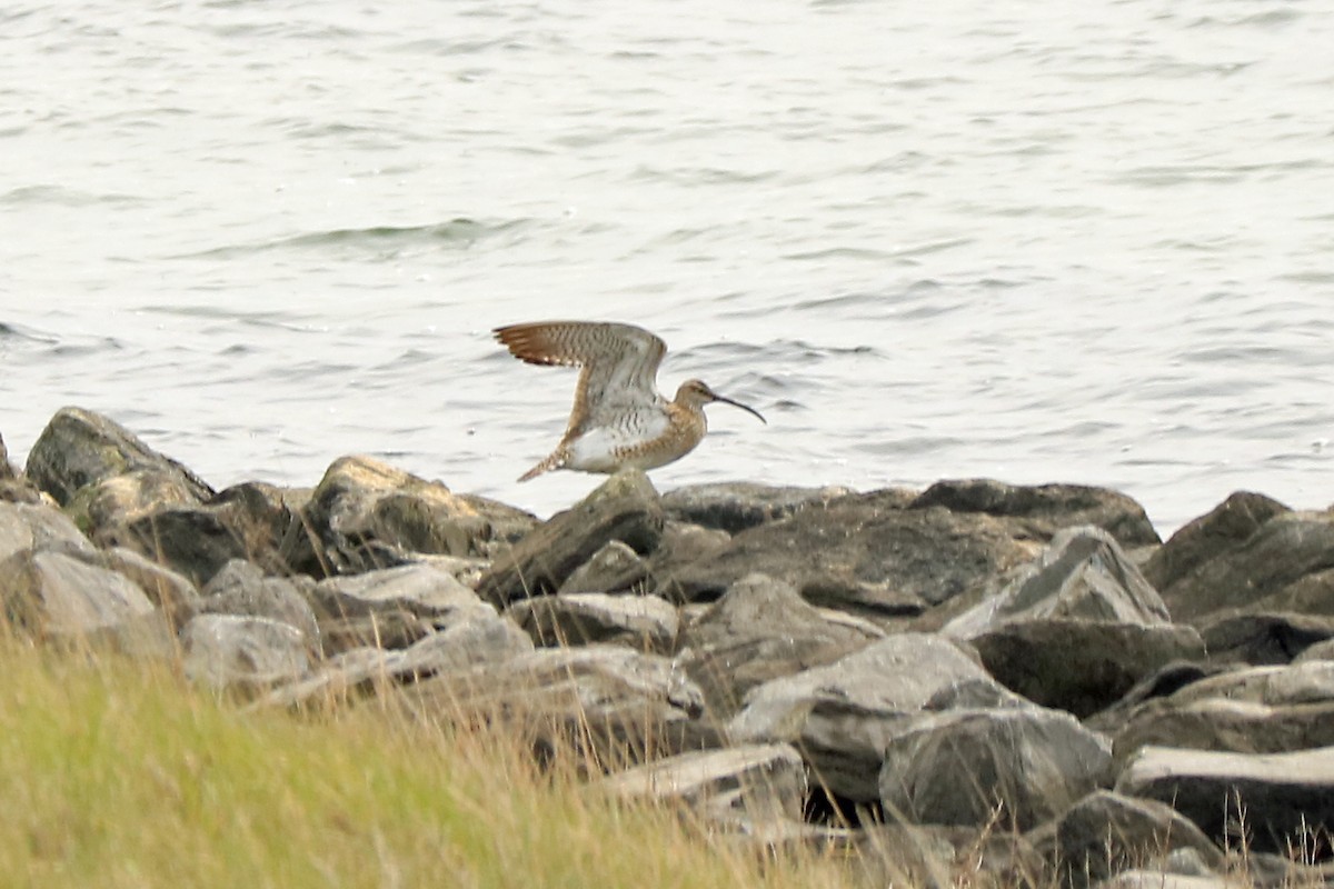 Whimbrel - ML230462561