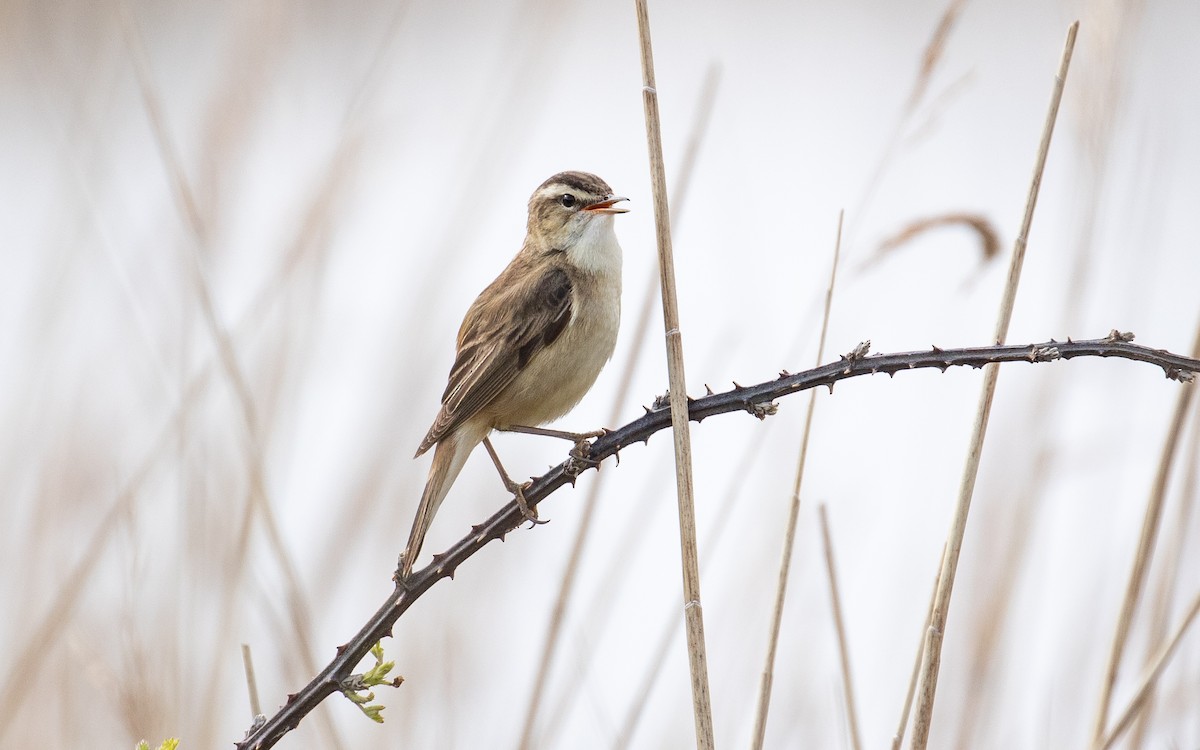 Sedge Warbler - James Kennerley