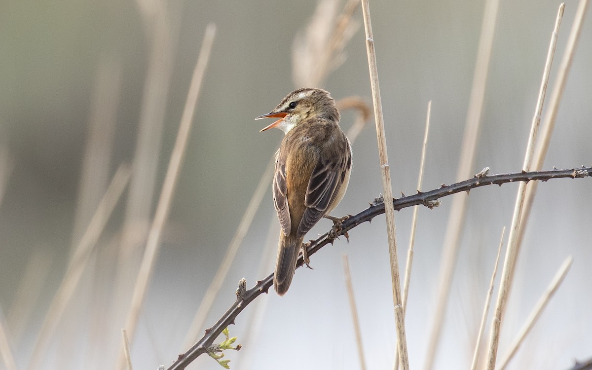 Sedge Warbler - James Kennerley