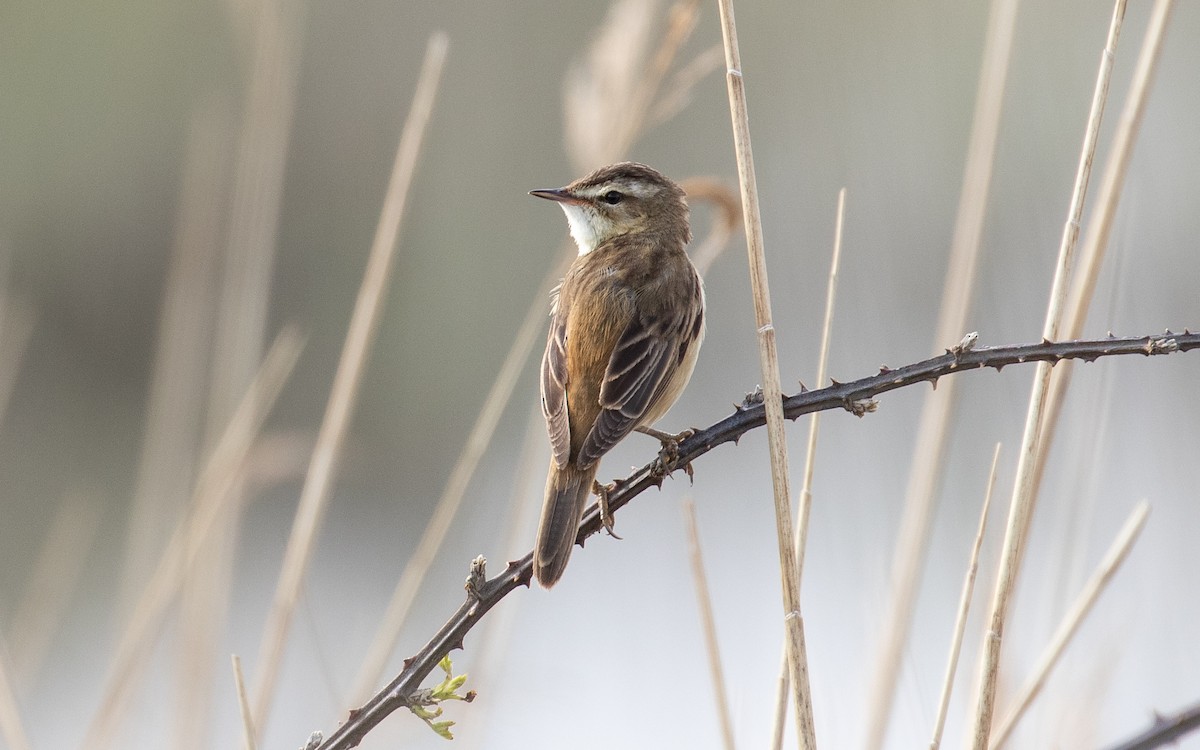 Sedge Warbler - ML230463071