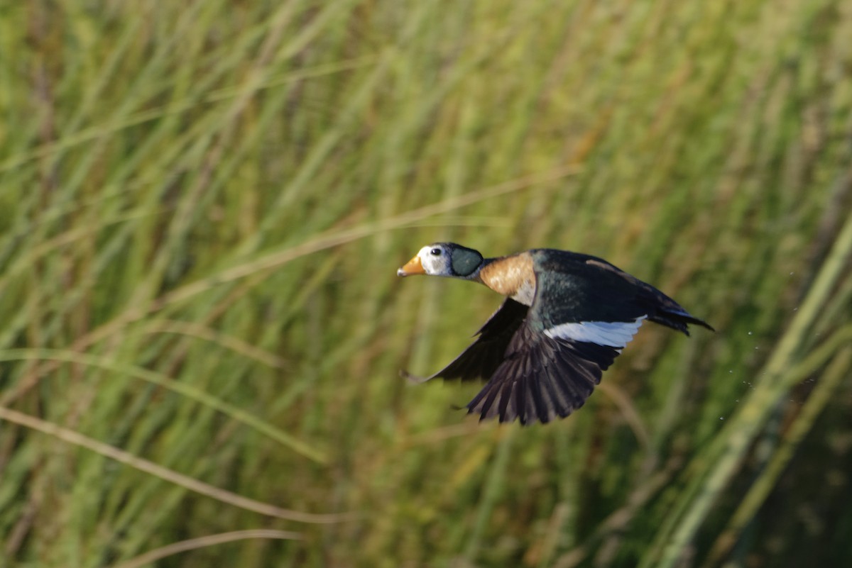 African Pygmy-Goose - ML230464171