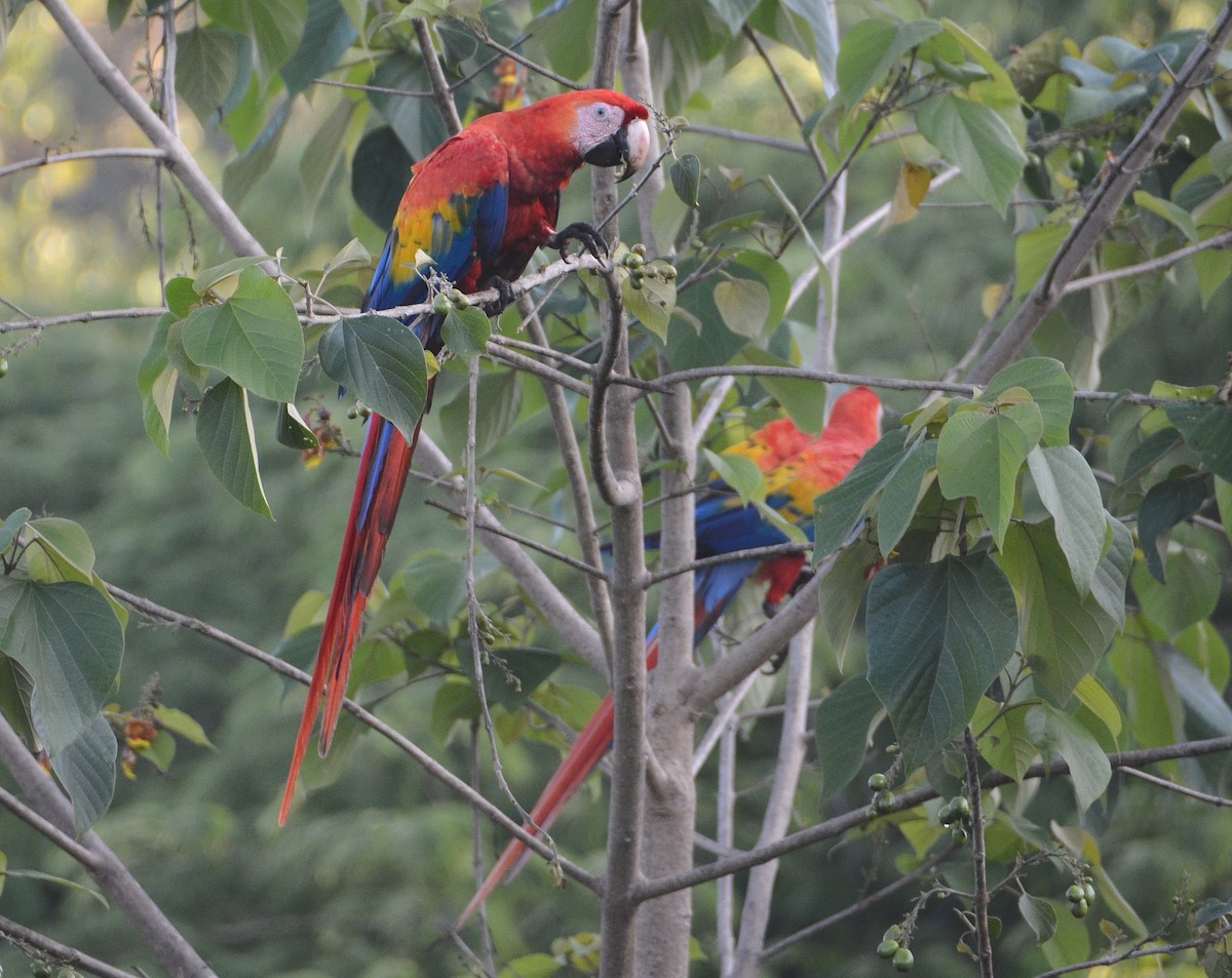 Scarlet Macaw - ML23046421