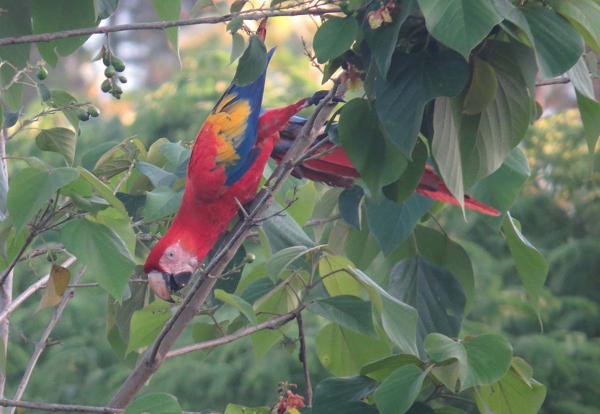 Scarlet Macaw - ML23046451